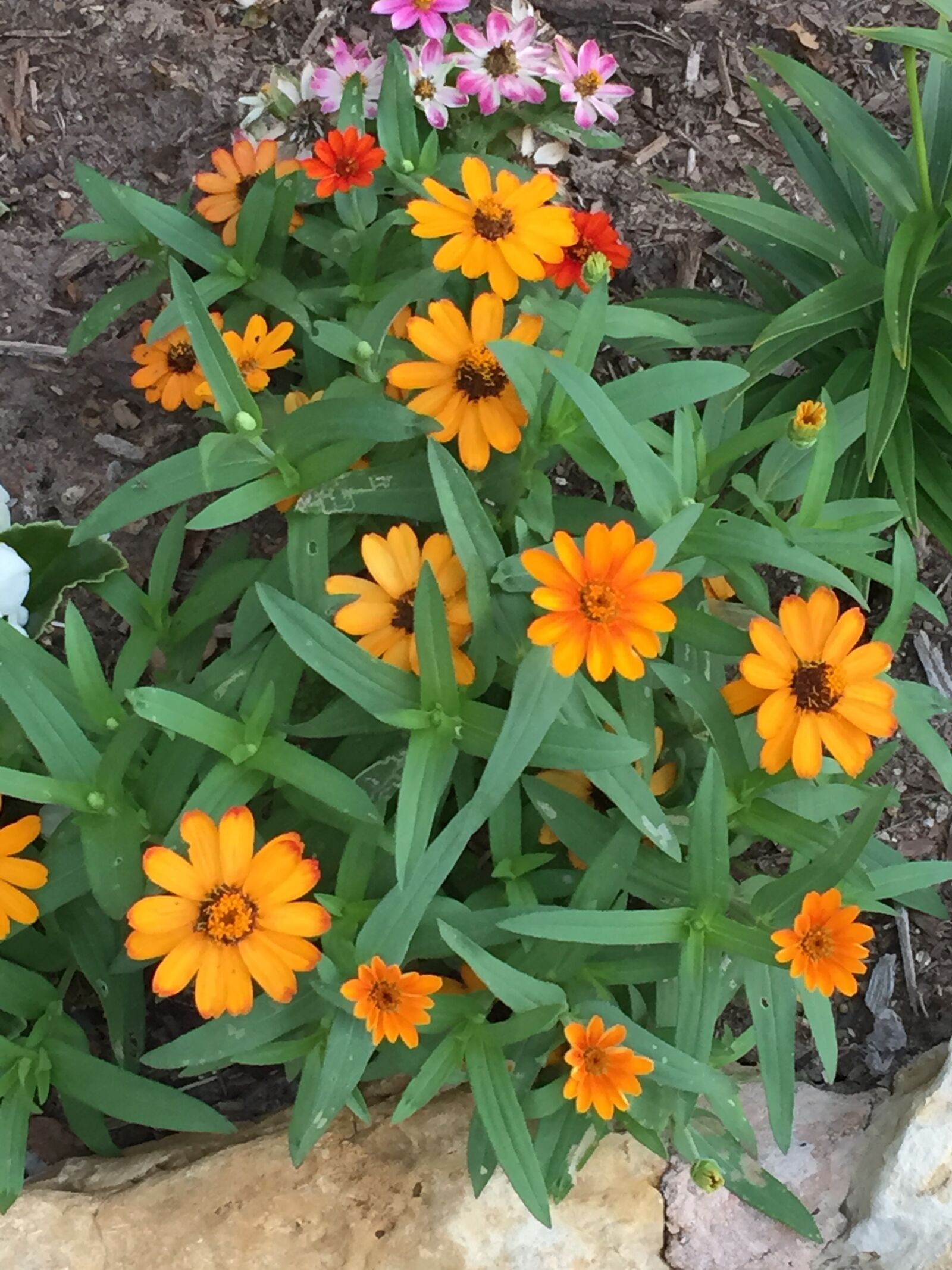 iPhone 6 back camera 4.15mm f/2.2 sample photo. Flower, bed photography