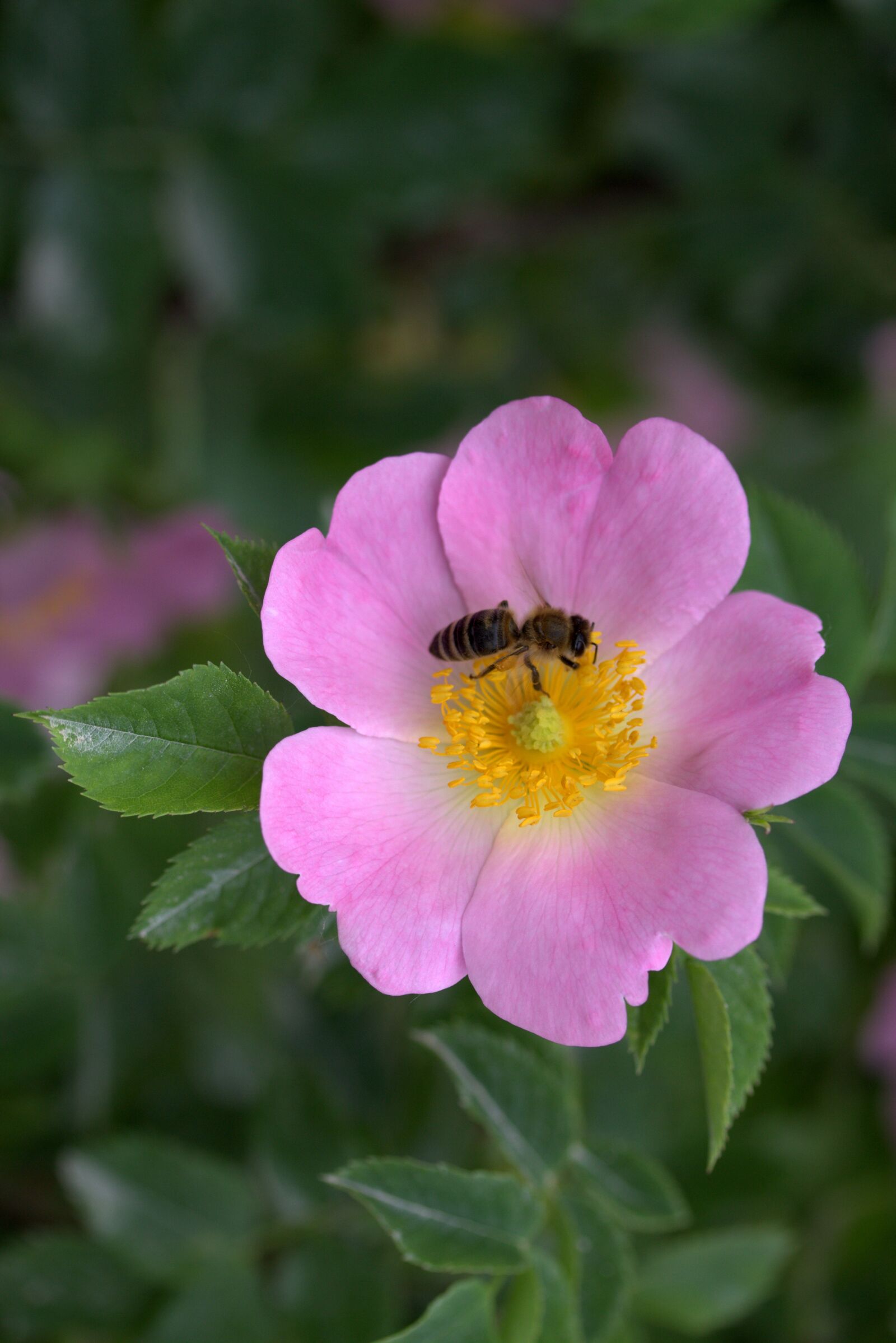 Canon EF-S 60mm F2.8 Macro USM sample photo. Flower, dog rose, bee photography