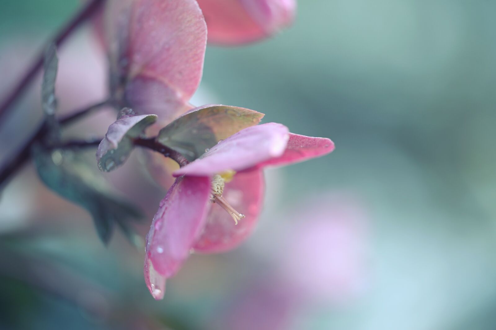Nikon D3S sample photo. Flower, plant, nature photography