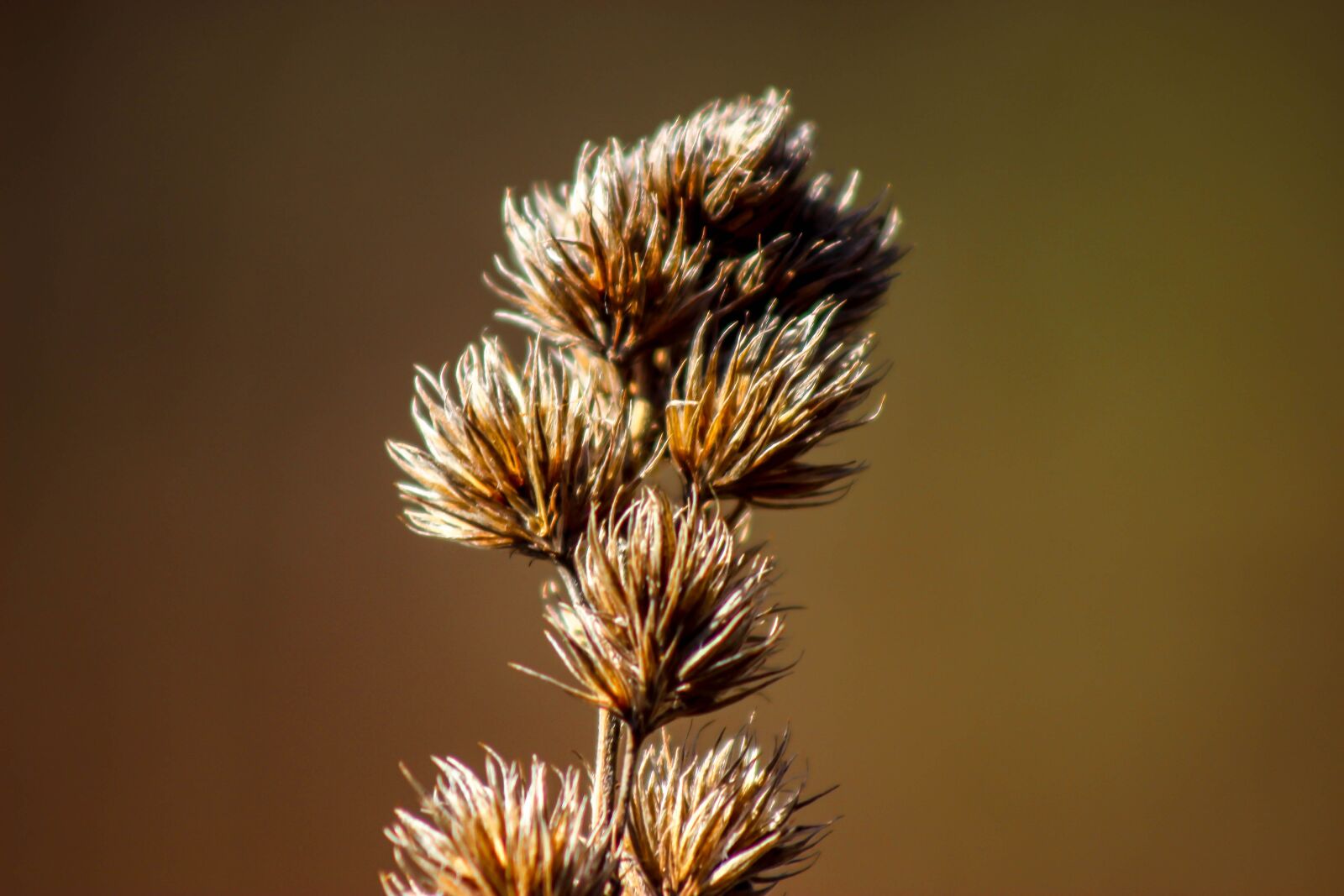 Canon EOS 600D (Rebel EOS T3i / EOS Kiss X5) sample photo. Brown, dry, nature photography