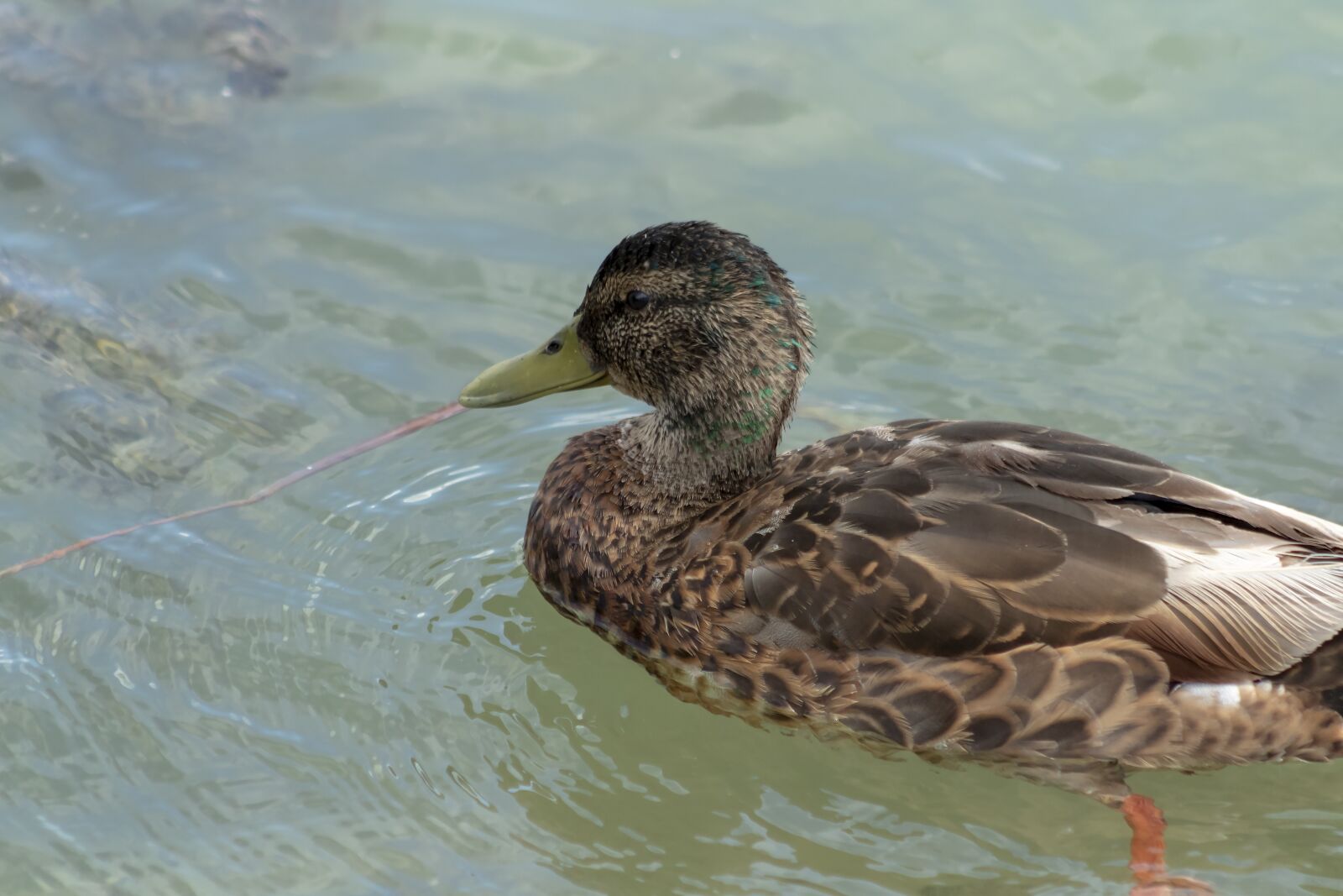 Canon EF75-300mm f/4-5.6 sample photo. Wild ducks, duck, teal photography