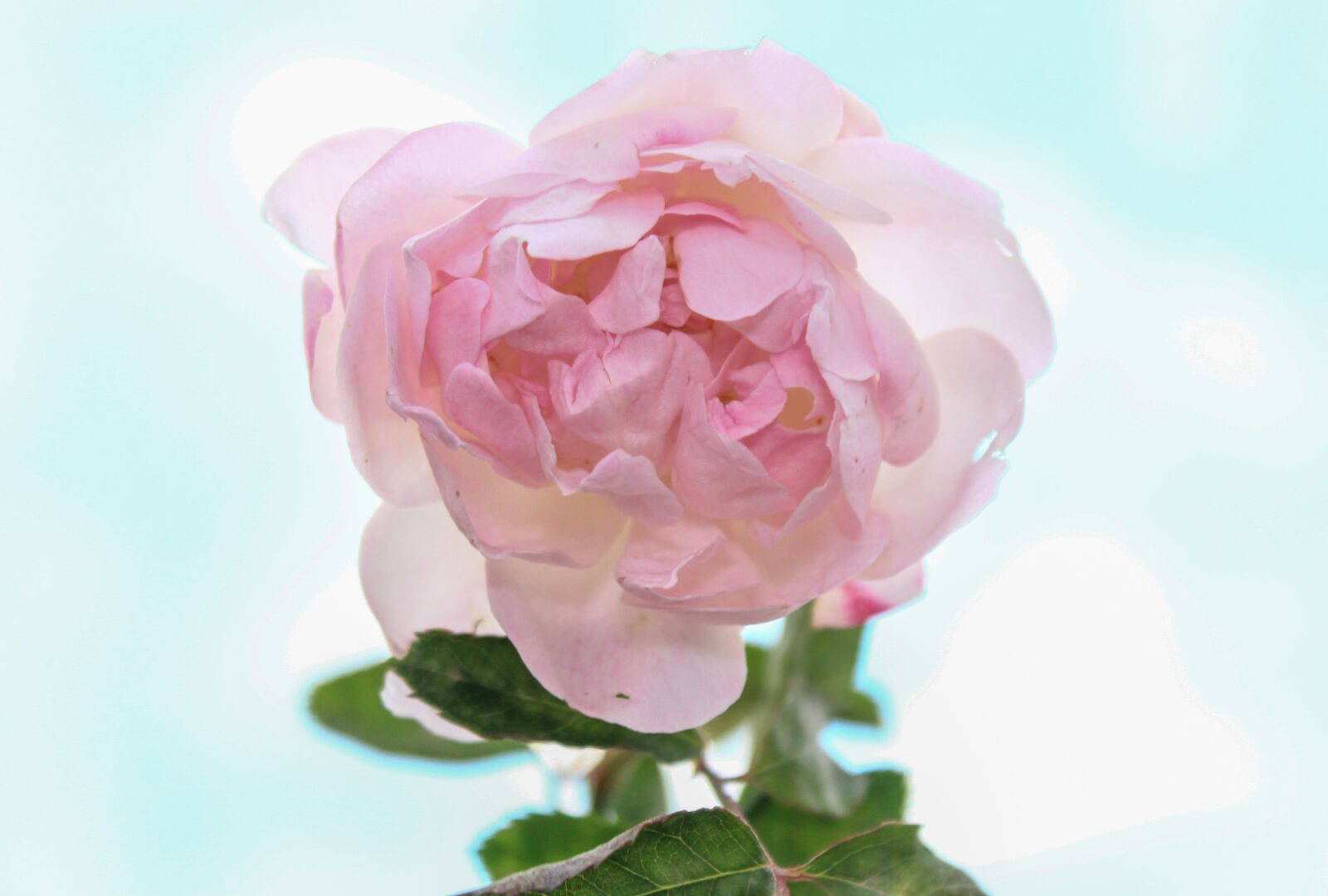 Canon EOS 1100D (EOS Rebel T3 / EOS Kiss X50) sample photo. Rose, flower, petal photography