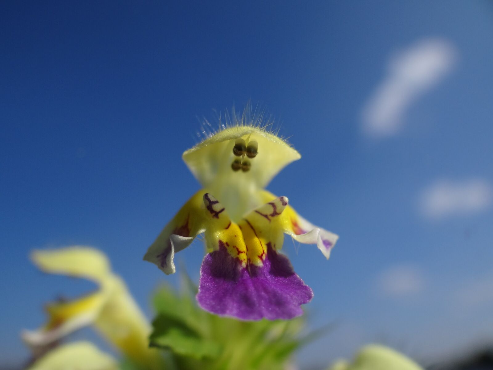 Sony Cyber-shot DSC-HX100V sample photo. Hampnette, lamiaceae, yellow photography