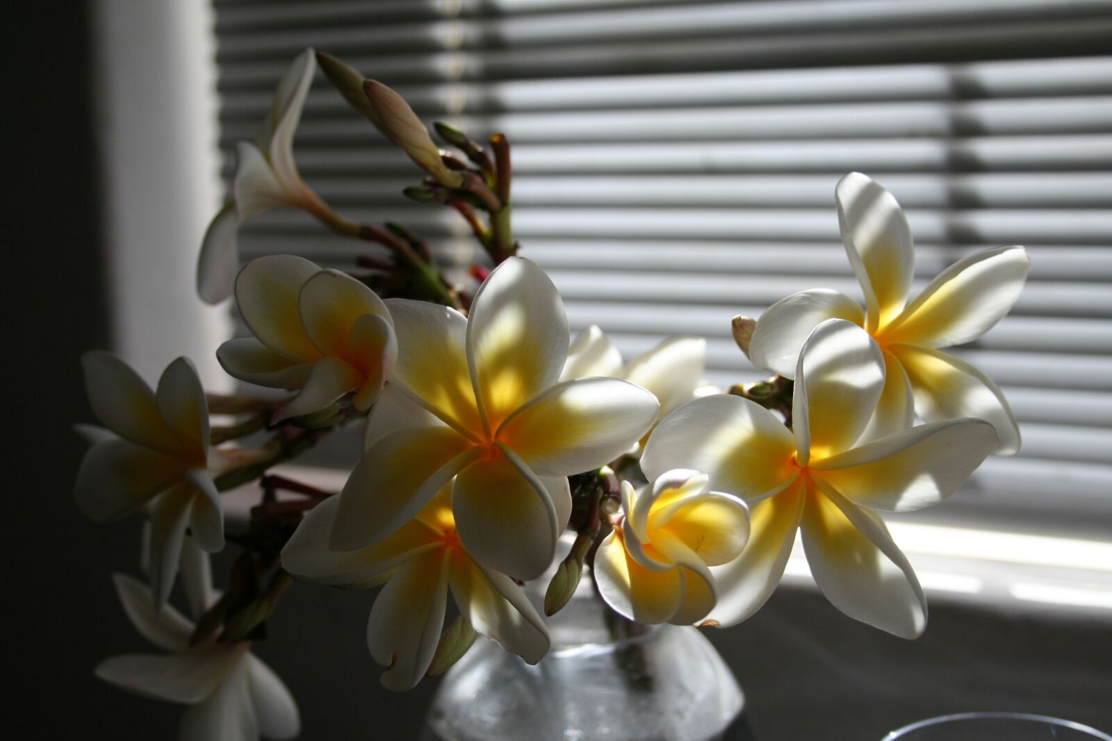 Canon EOS 350D (EOS Digital Rebel XT / EOS Kiss Digital N) sample photo. Flower, orchards, display photography