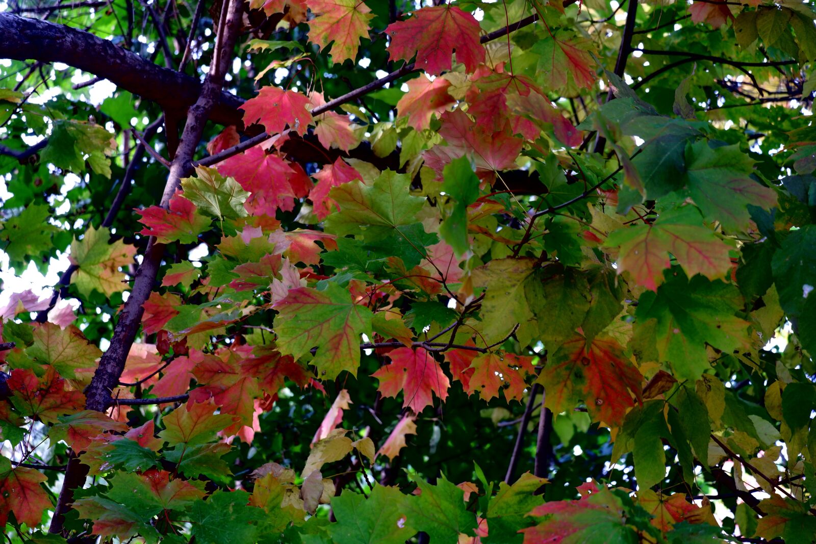 Fujifilm X-A5 sample photo. Autumn, tree, foliage photography