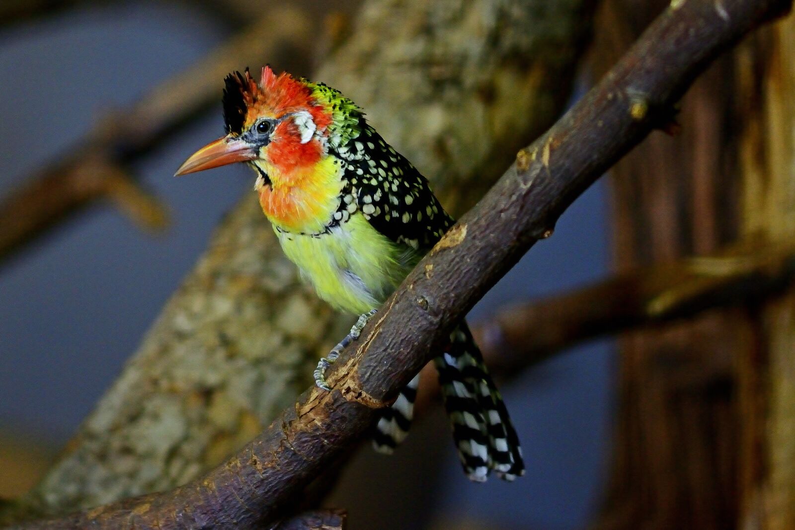 Nikon D5200 sample photo. Nature, animal world, flammkopf photography