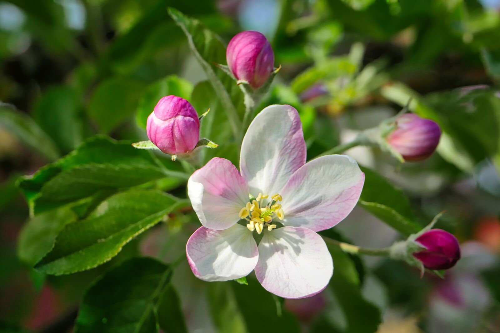 Panasonic Lumix DMC-GX8 sample photo. Flower, nature, plant photography
