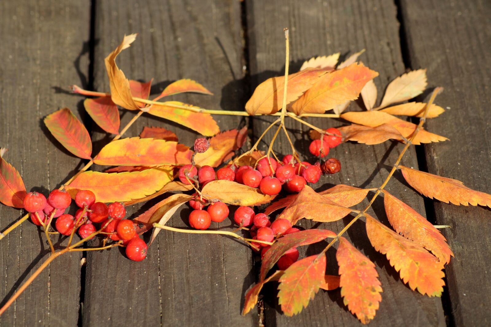 Canon EOS 1200D (EOS Rebel T5 / EOS Kiss X70 / EOS Hi) sample photo. Rowan, rowan berries, in photography