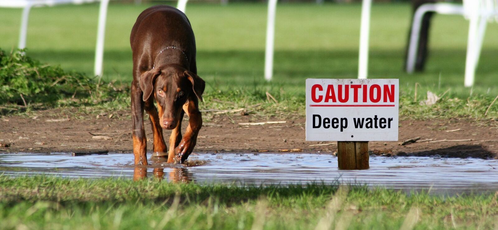 Canon EOS 350D (EOS Digital Rebel XT / EOS Kiss Digital N) sample photo. Dog, water, sign photography