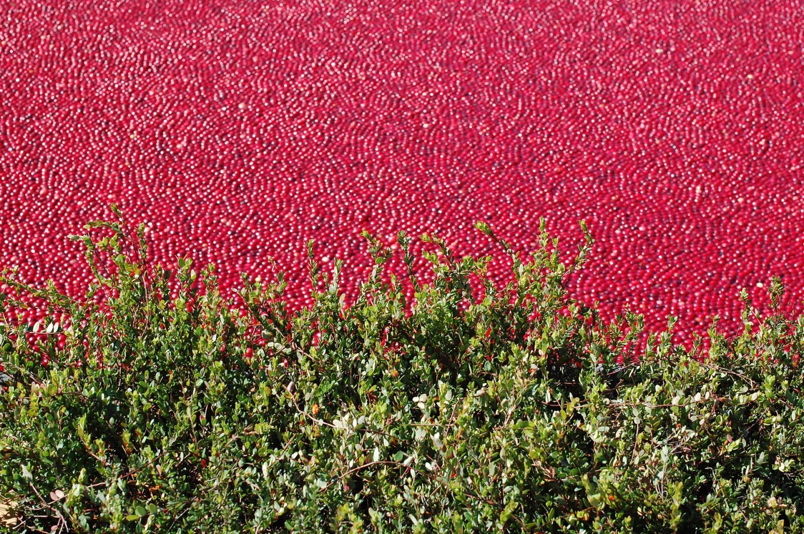 Nikon D40 sample photo. Cranberry bog, cranberry, healthy photography