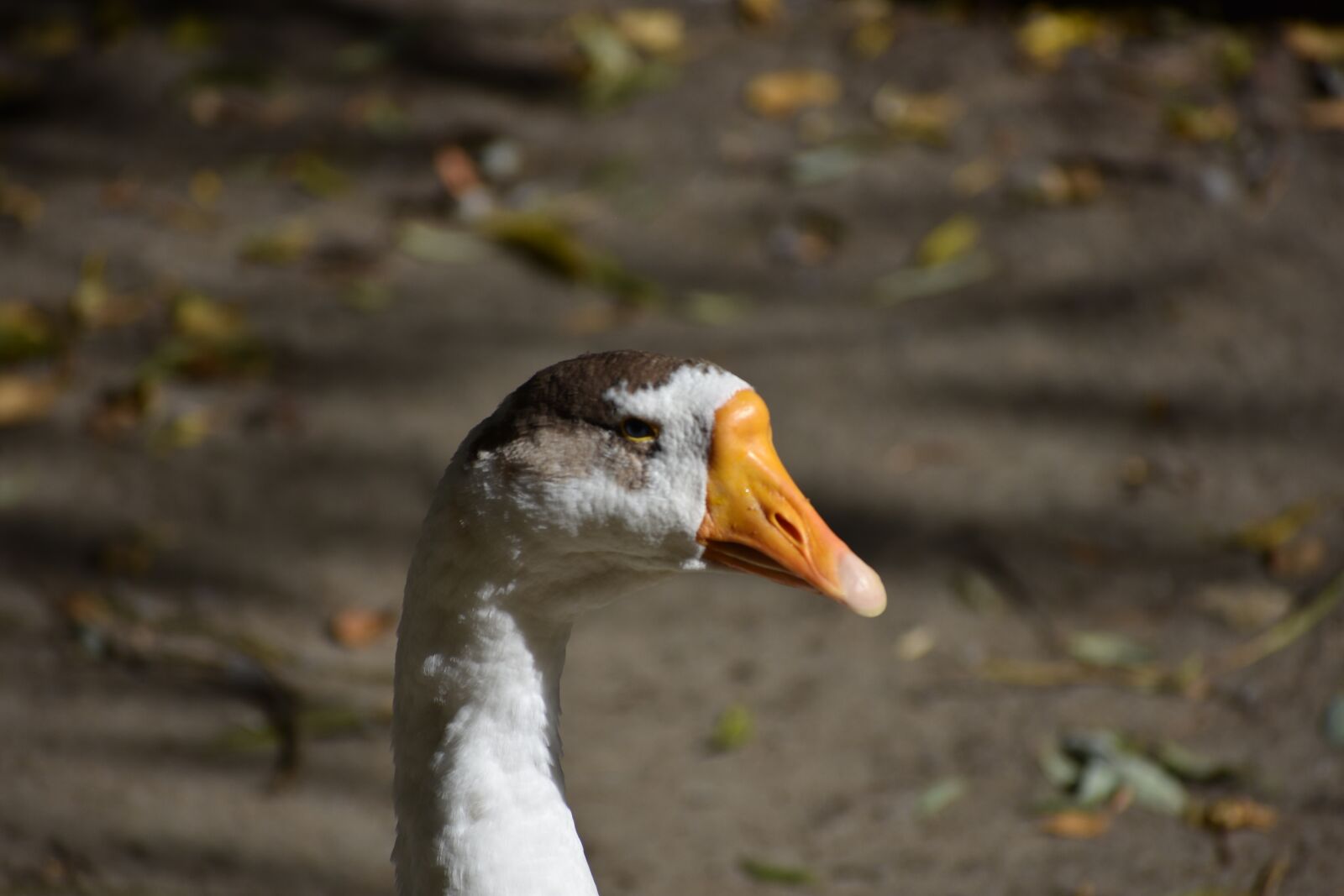 Nikon D3400 sample photo. Goose, portrait, bird photography