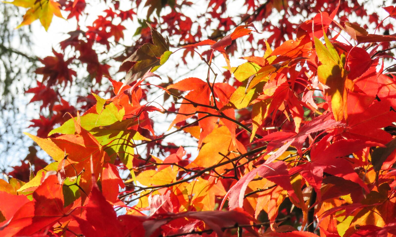 Canon PowerShot SX540 HS sample photo. Leaves, red, orange photography