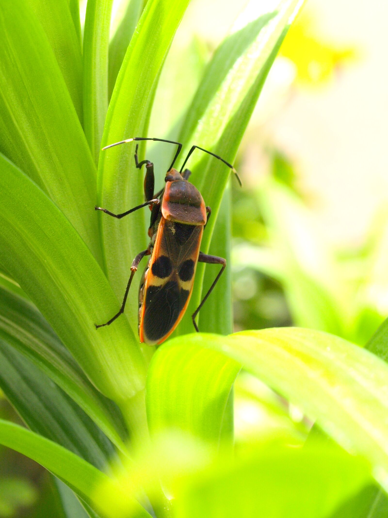 Olympus E-510 (EVOLT E-510) sample photo. Insect, stink bugs, video photography