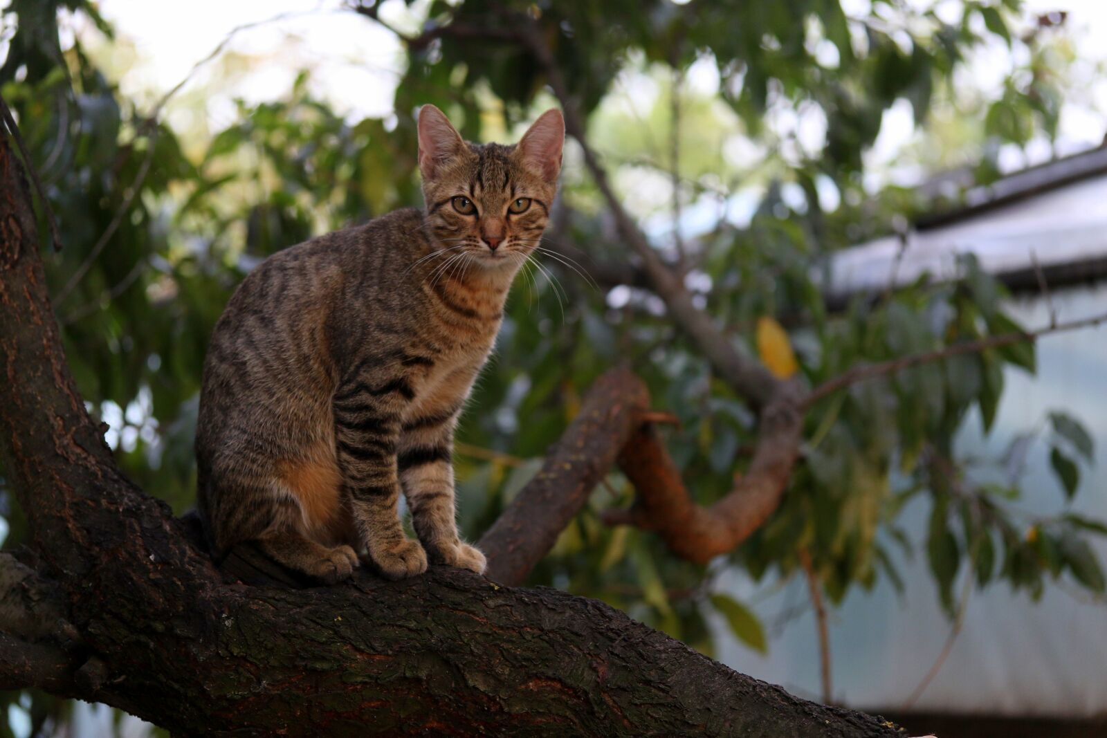 Canon EF-S 60mm F2.8 Macro USM sample photo. Cat, small, cute photography