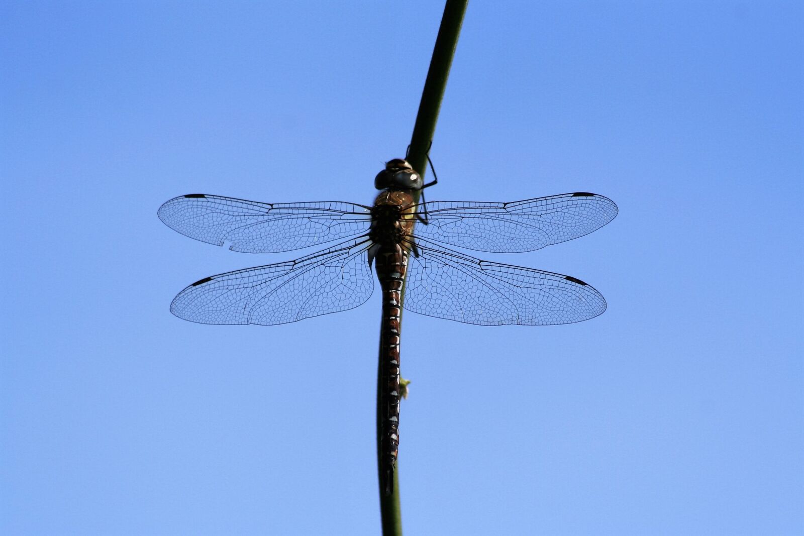 Canon EOS 350D (EOS Digital Rebel XT / EOS Kiss Digital N) sample photo. Dragonfly, insect, wing photography