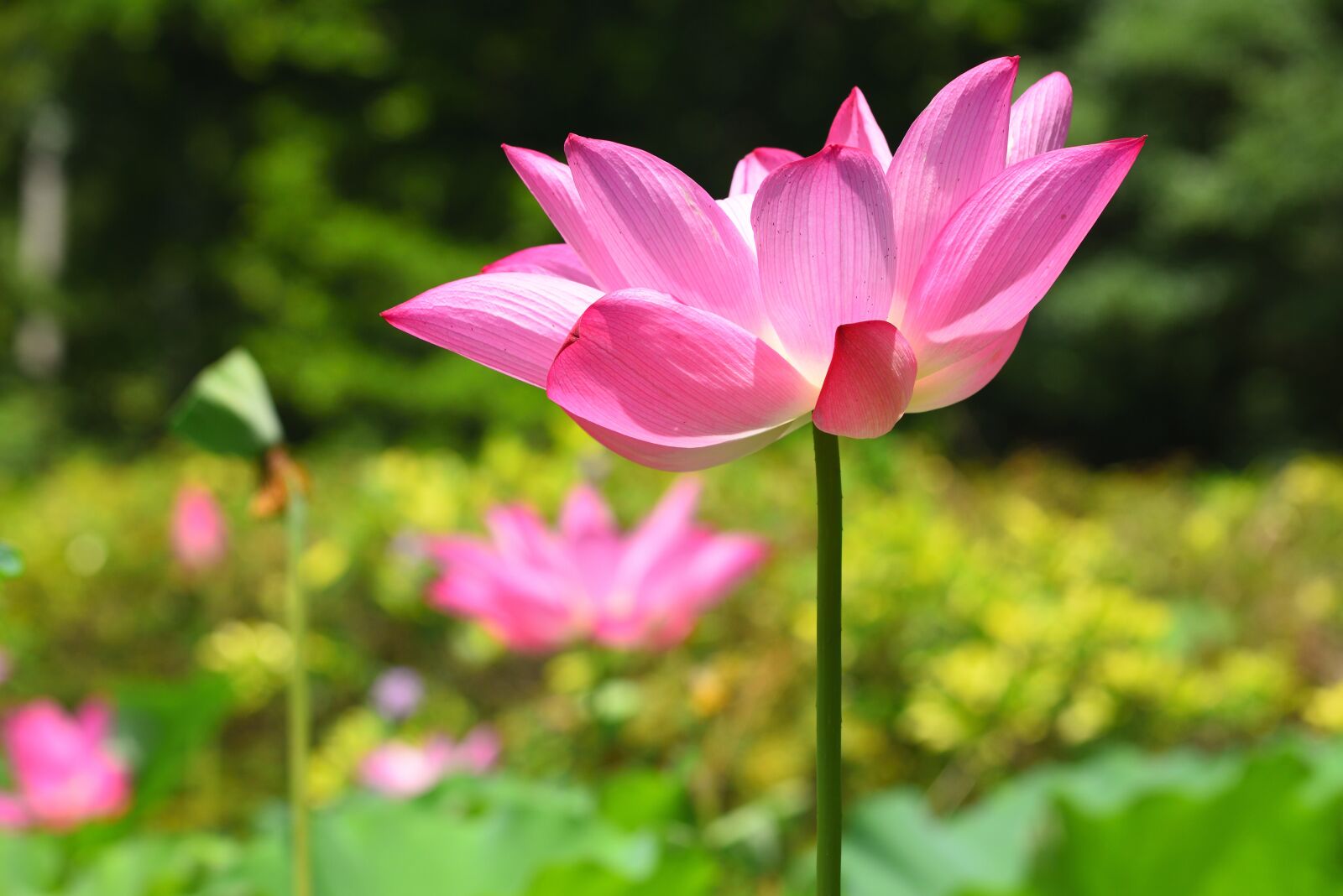 Nikon D750 sample photo. Plant, aquatic plants, flower photography