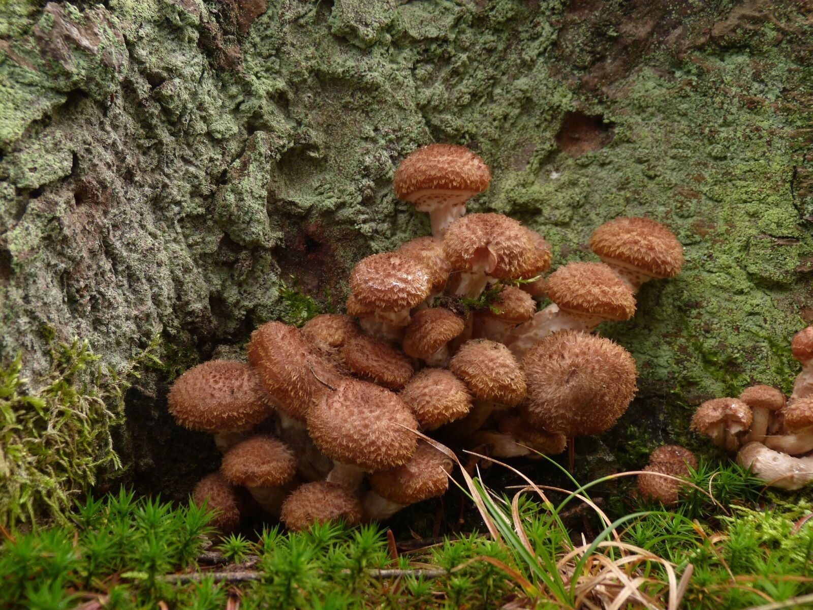 Panasonic Lumix DMC-FZ40 (Lumix DMC-FZ45) sample photo. Mushrooms, mushroom, mosses photography