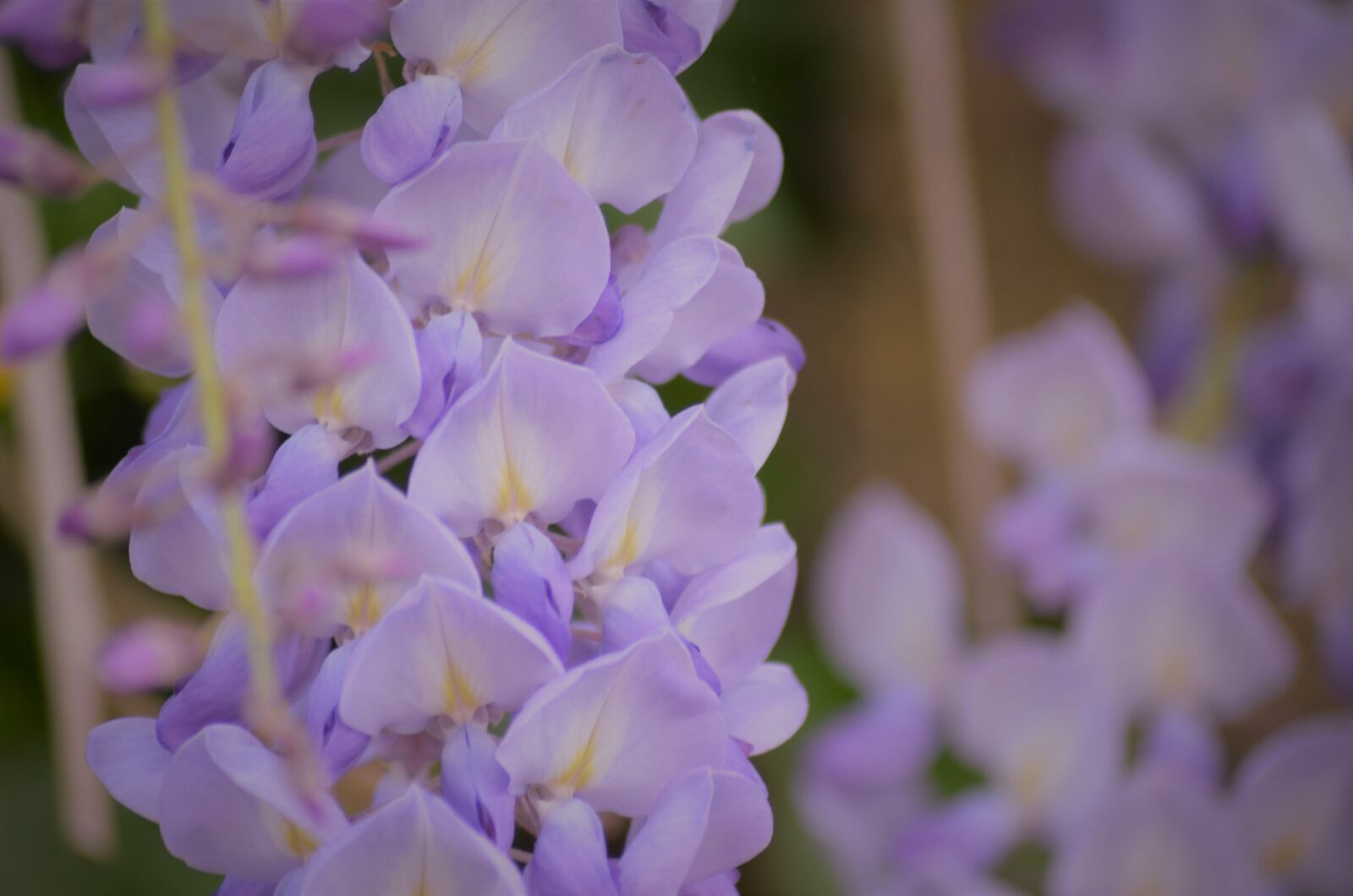 Nikon D5100 sample photo. Glycine, flower, flowers photography