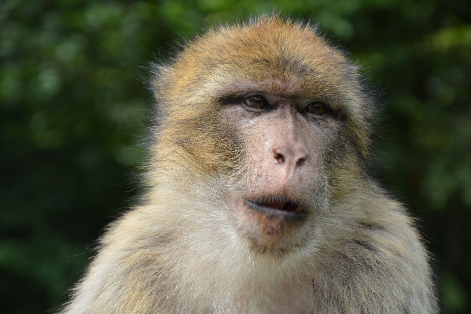 Nikon D5200 sample photo. Monkey, monkey mountain salem photography