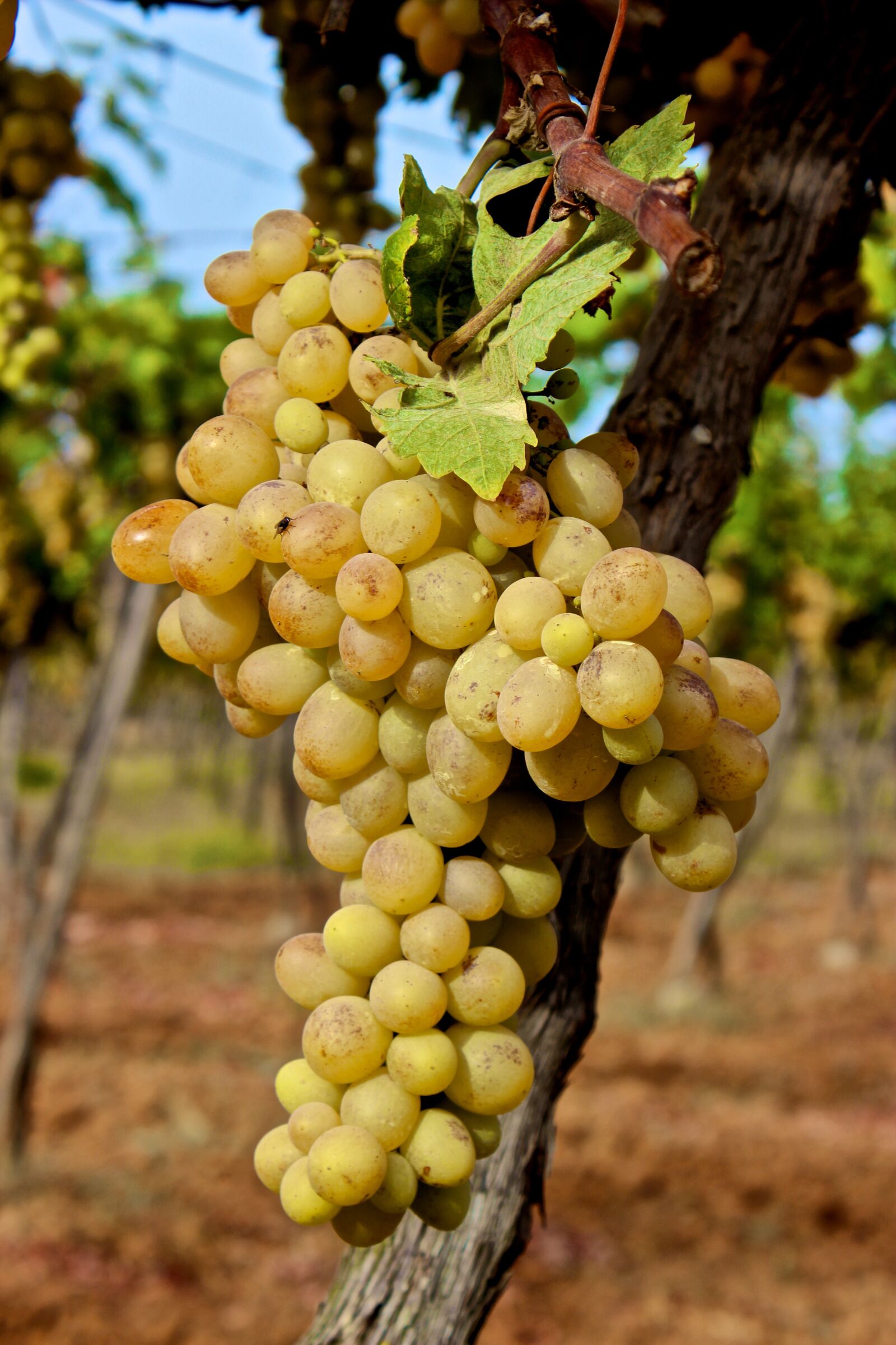 Canon EOS 600D (Rebel EOS T3i / EOS Kiss X5) sample photo. Grape, raisin, vin blanc photography