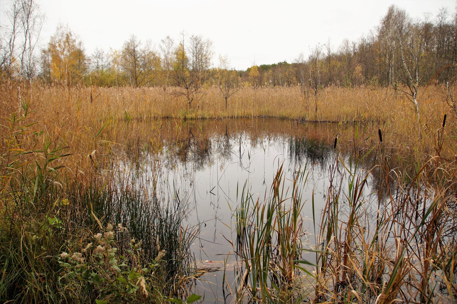 Sony SLT-A58 sample photo. Overgrown, reeds, cigars photography