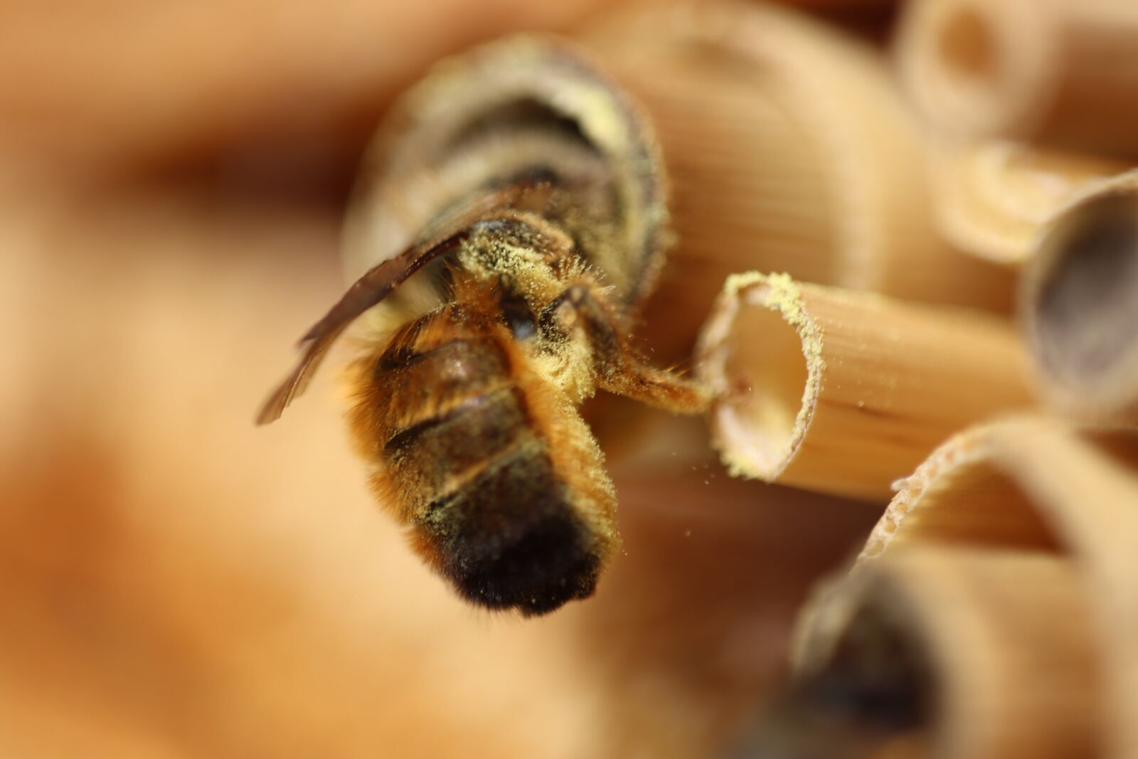 Canon EOS 90D sample photo. Wild bee, bee, nature photography