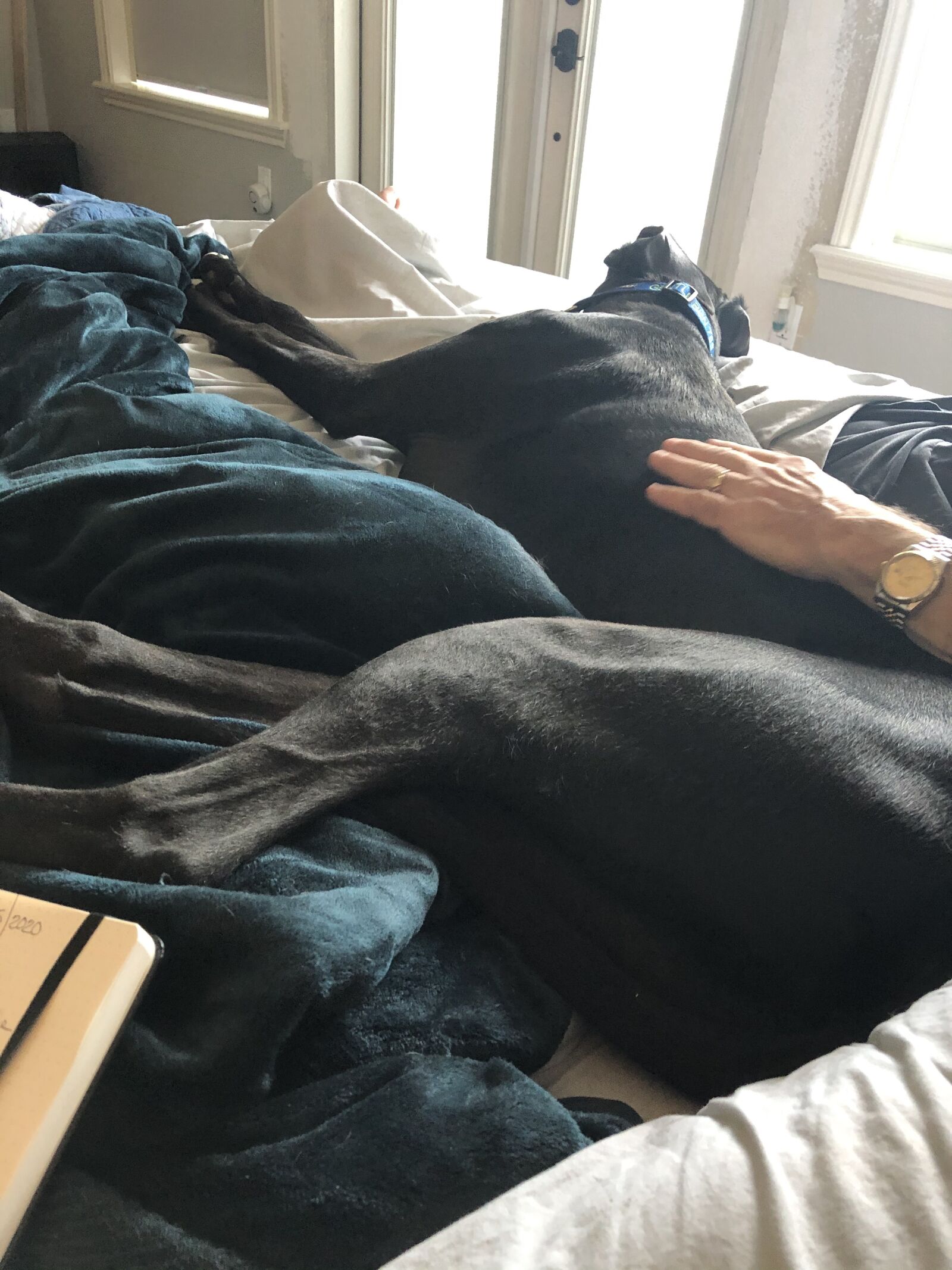 iPhone X back dual camera 4mm f/1.8 sample photo. Dog, bed, sleep photography