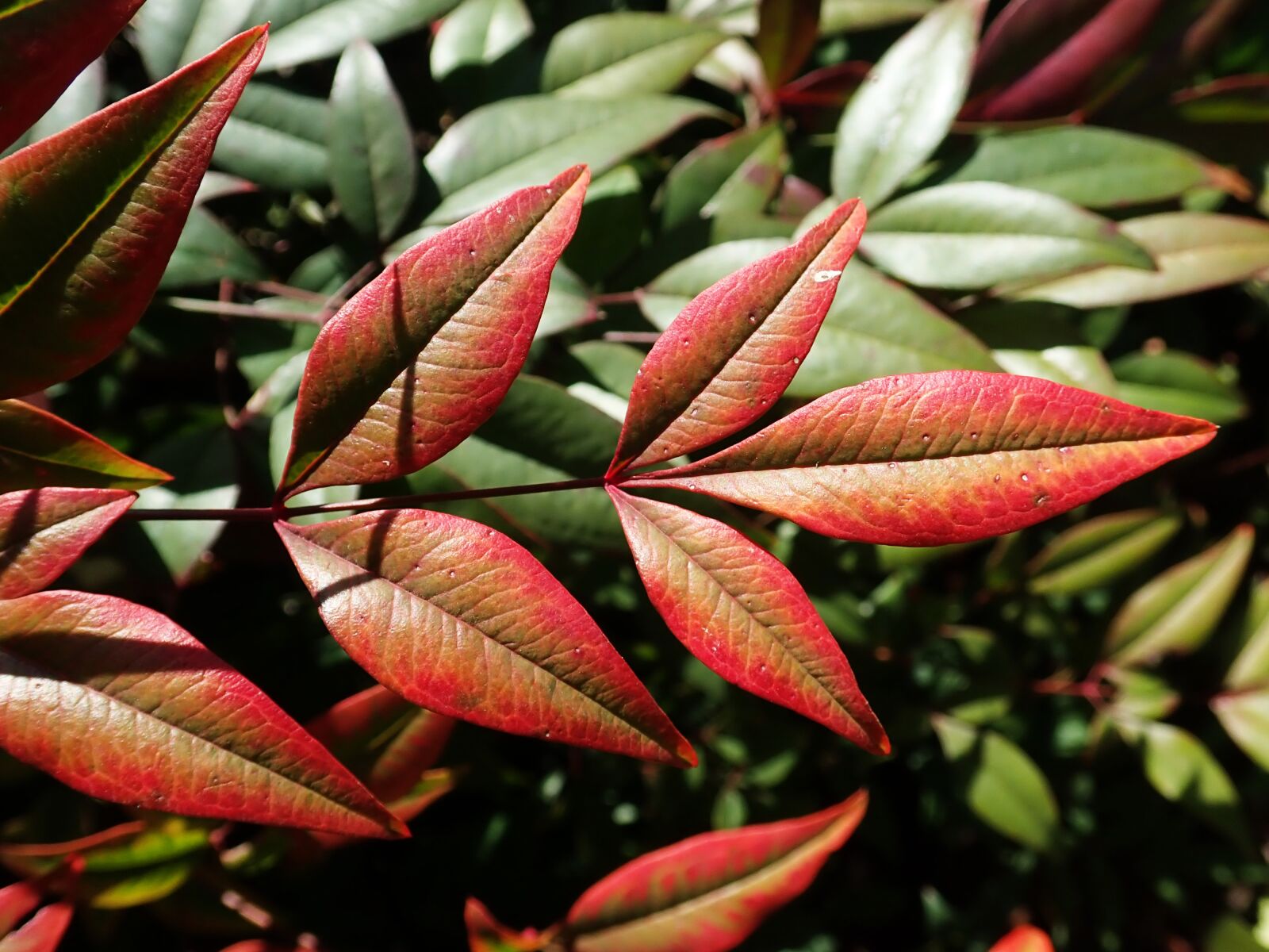 Olympus TG-5 sample photo. Leaves, nandina, bamboo photography