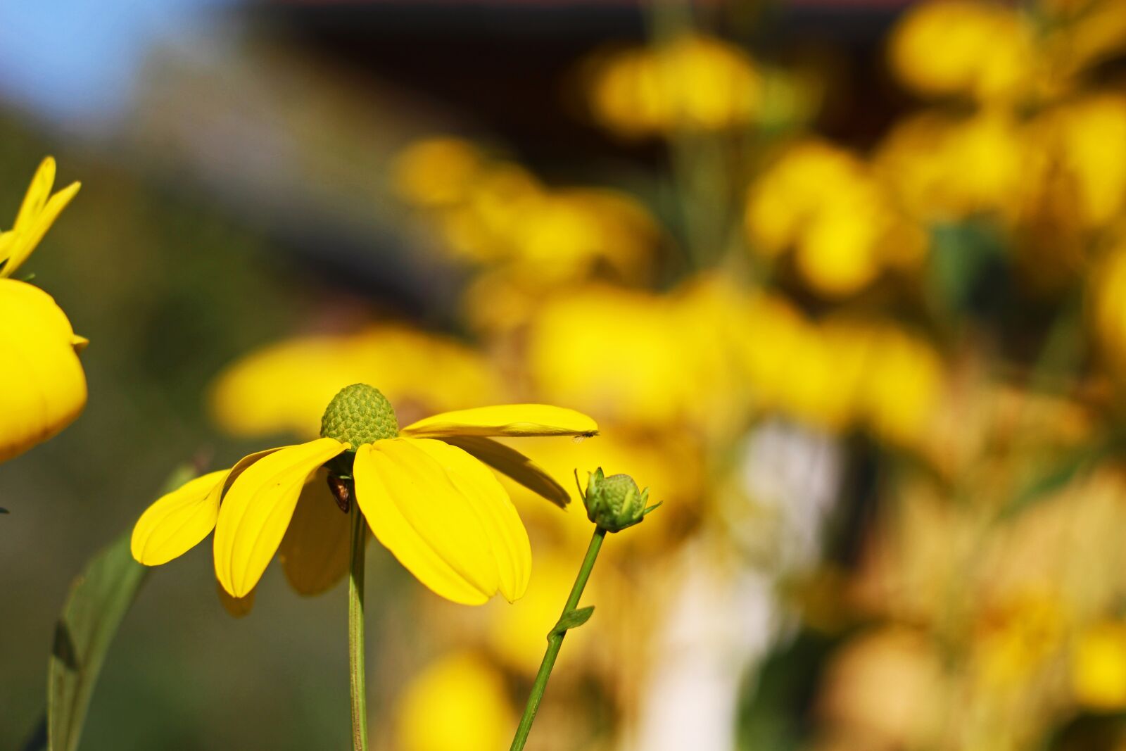Canon EOS 700D (EOS Rebel T5i / EOS Kiss X7i) sample photo. Coneflower, shrub summer, yellow photography