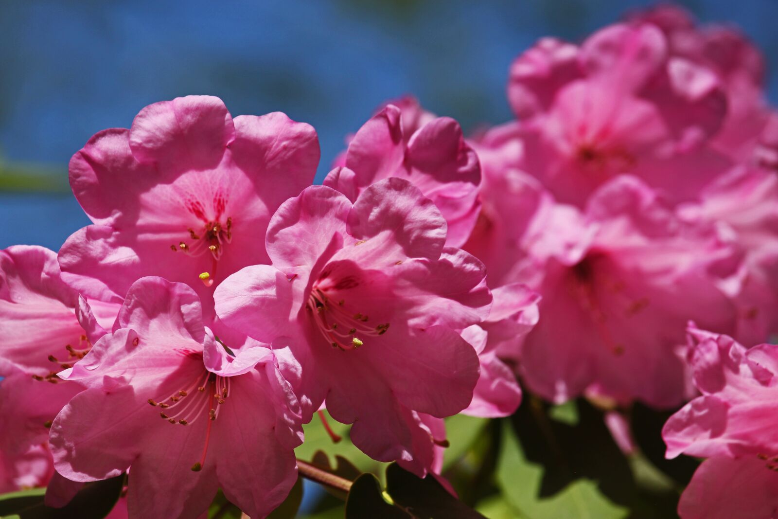 Canon EF-S 55-250mm F4-5.6 IS STM sample photo. Rhododendron, arboretum, park photography