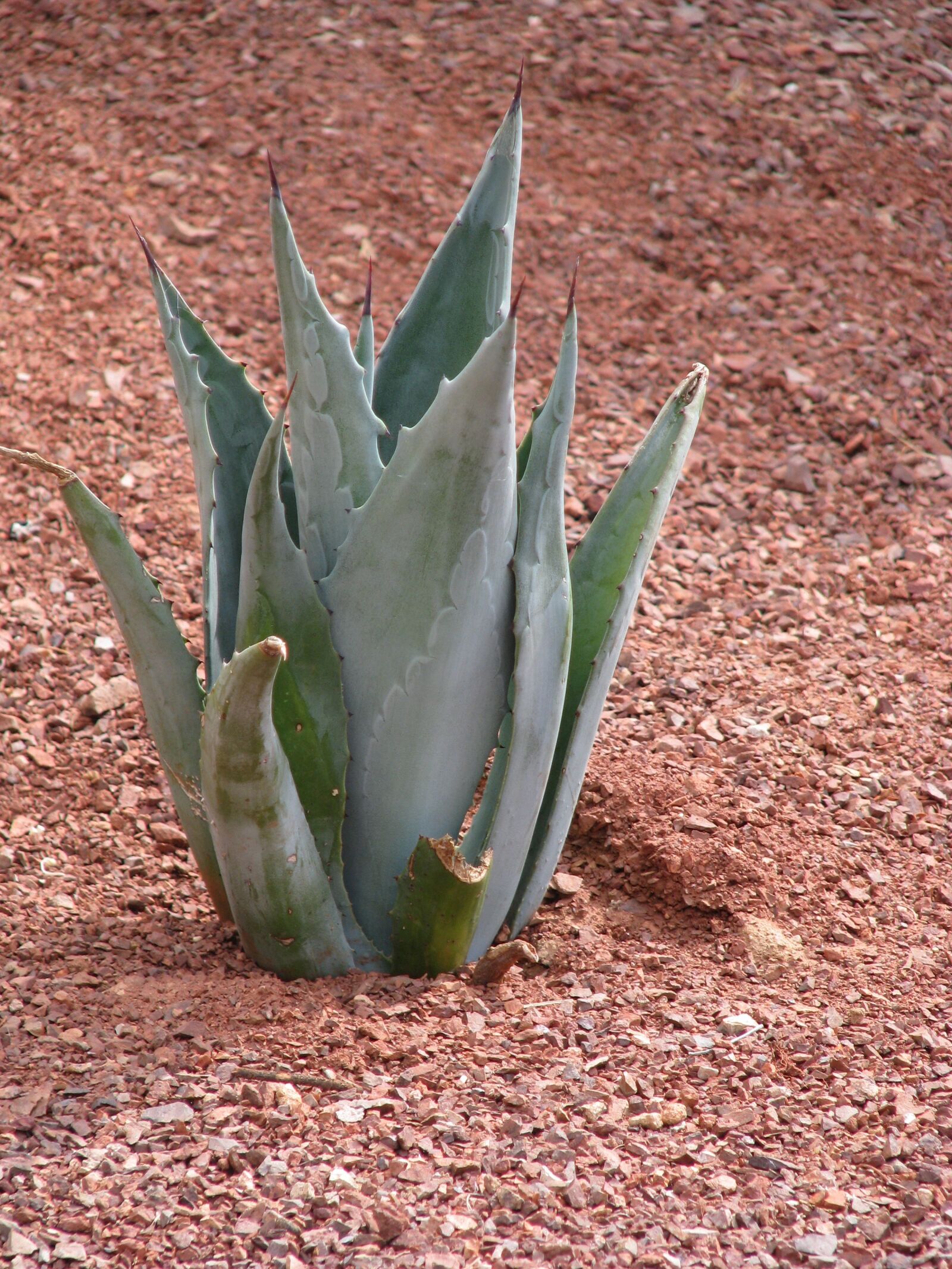 Canon POWERSHOT S5 IS sample photo. Cactus, leaf, nature photography