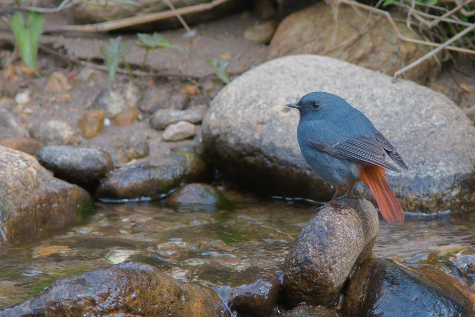 Canon EF 300mm F4L IS USM sample photo. Khen grey red tail photography