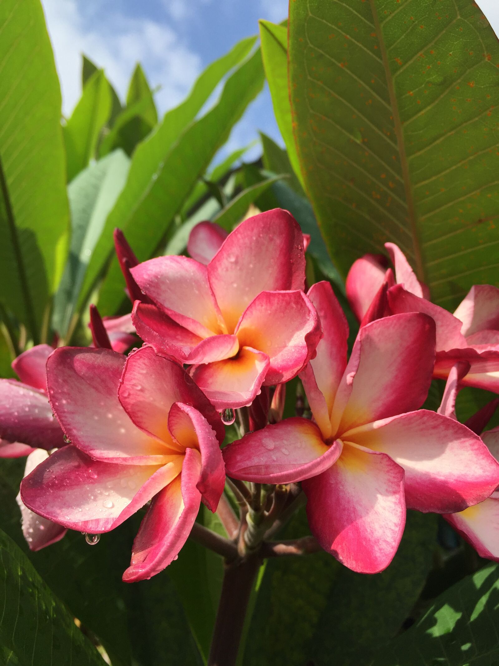 Apple iPhone 6 + iPhone 6 back camera 4.15mm f/2.2 sample photo. Plumeria, pink, yellow photography