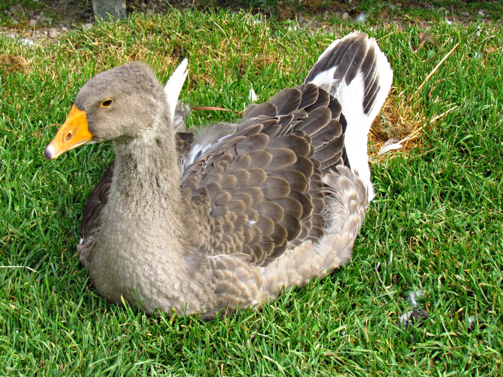 Canon PowerShot SX30 IS sample photo. Goose, bird, nature photography