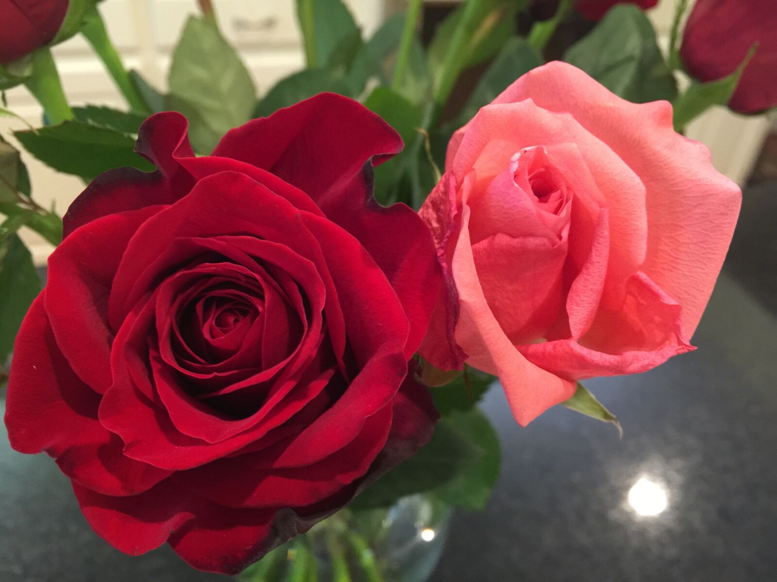 iPhone 6 Plus back camera 4.15mm f/2.2 sample photo. Roses, red and pink photography