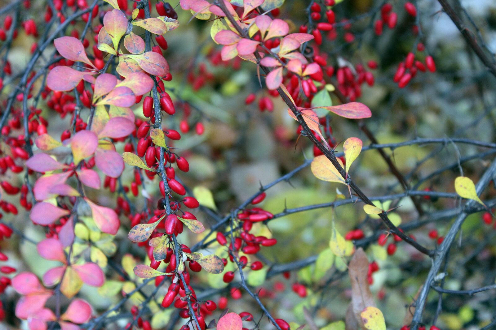 Canon EOS 1200D (EOS Rebel T5 / EOS Kiss X70 / EOS Hi) sample photo. Barberry, ornamental shrub, red photography
