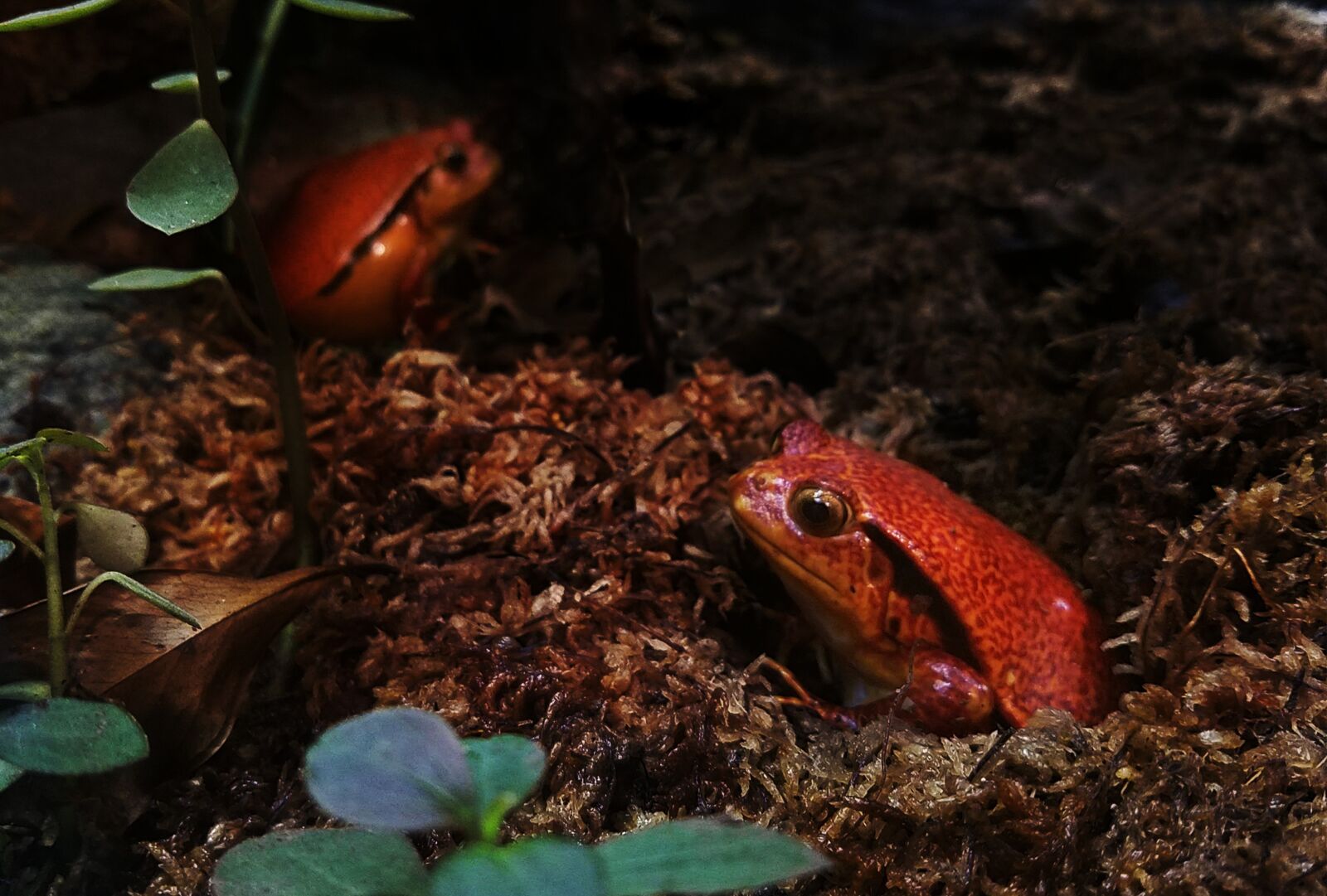 Samsung Galaxy S7 sample photo. Frog, red frog, rainforest photography