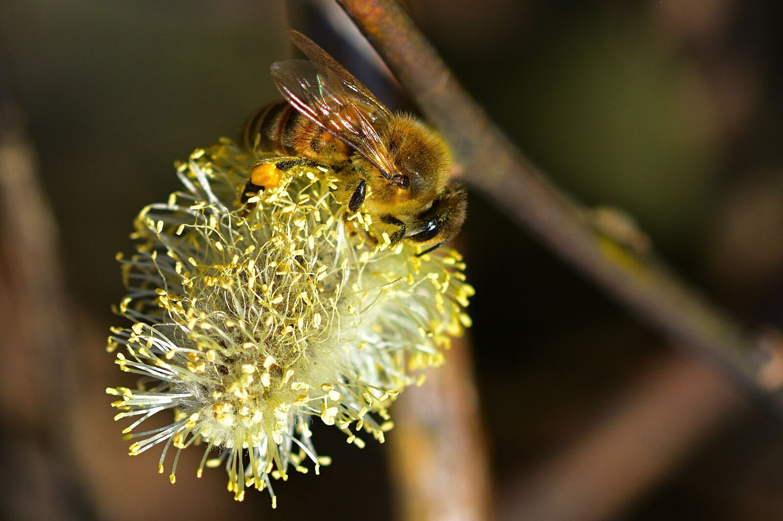 Nikon D5200 sample photo. Garden, bee, nature photography