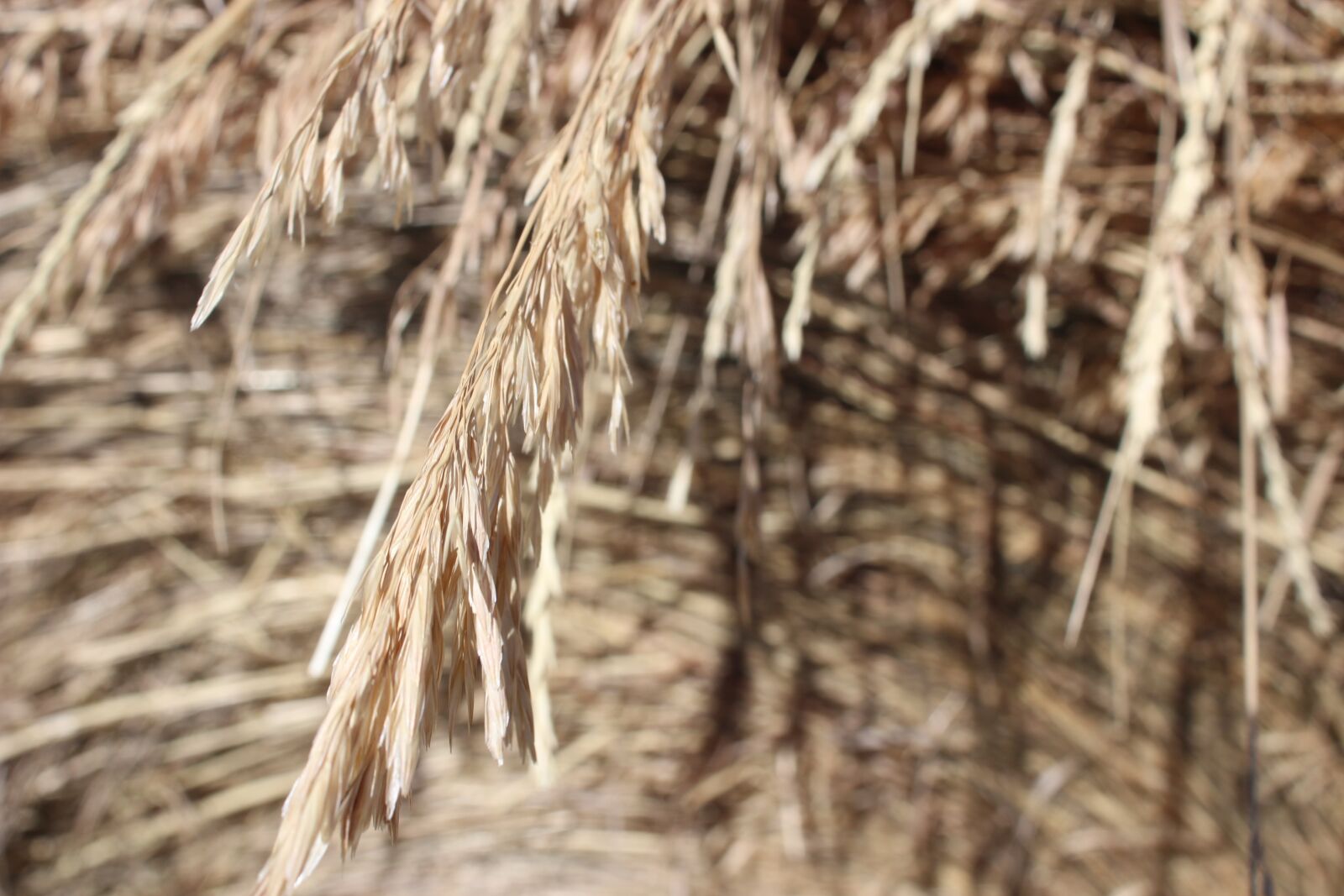 Canon EOS 1200D (EOS Rebel T5 / EOS Kiss X70 / EOS Hi) sample photo. Wheat, farm, agriculture photography