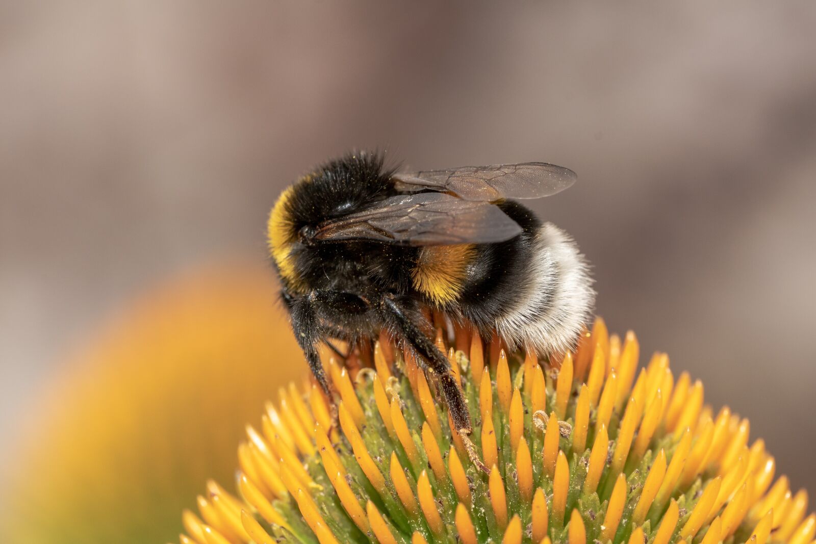 Canon EOS 750D (EOS Rebel T6i / EOS Kiss X8i) sample photo. Heath-the bumble bee, kryptarum-the photography