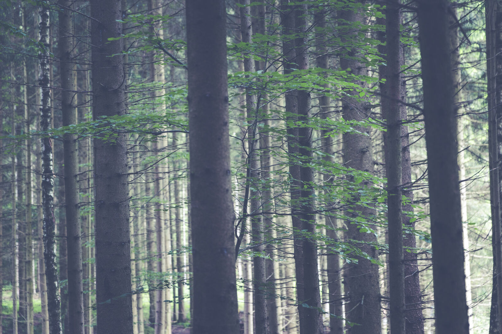 Canon EF 24-70mm F2.8L II USM sample photo. Nature, forest, trees, woods photography