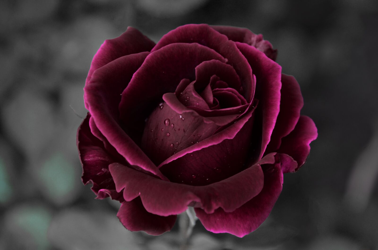Nikon D7000 sample photo. Rose, velvet, romantic photography