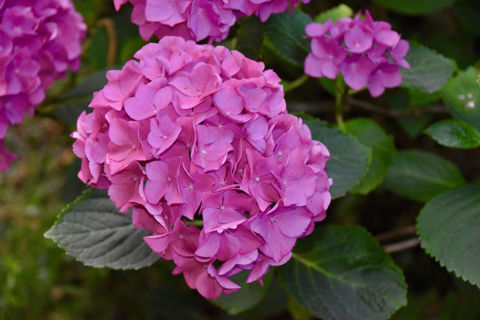 Nikon D5600 sample photo. Flowers, flower hydrangea, hydrangea photography