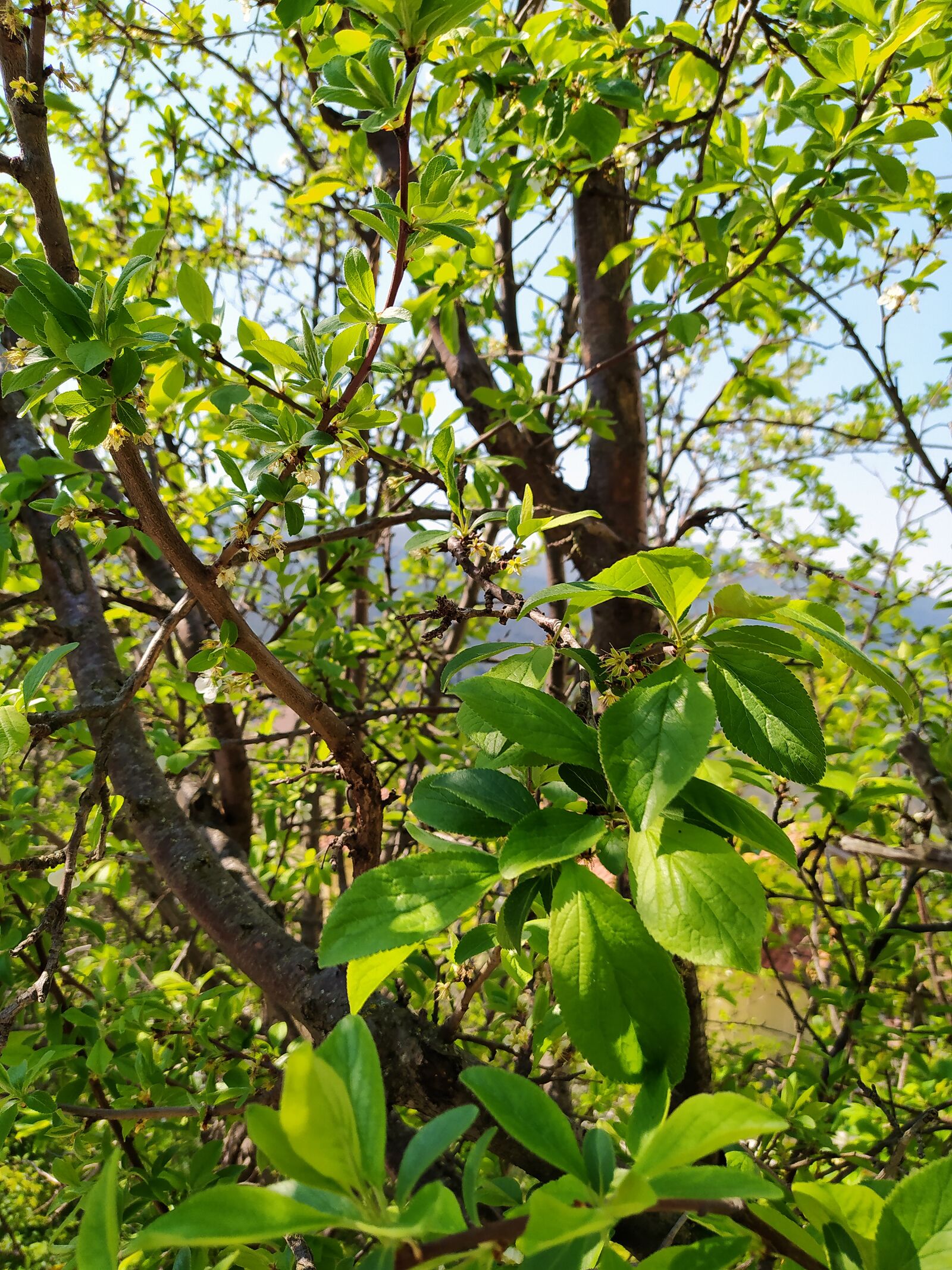 Xiaomi Redmi Note 8T sample photo. Spring, campaign, nature photography