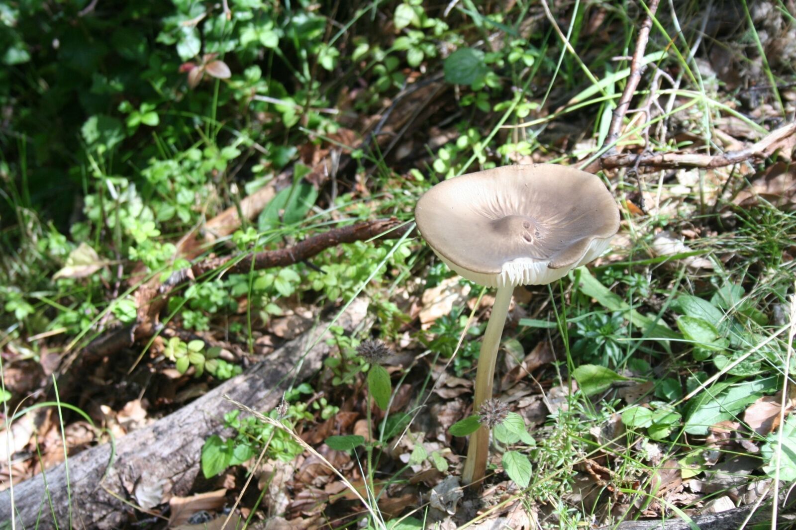 Canon EOS 350D (EOS Digital Rebel XT / EOS Kiss Digital N) sample photo. Wild mushroom, nature, wild photography