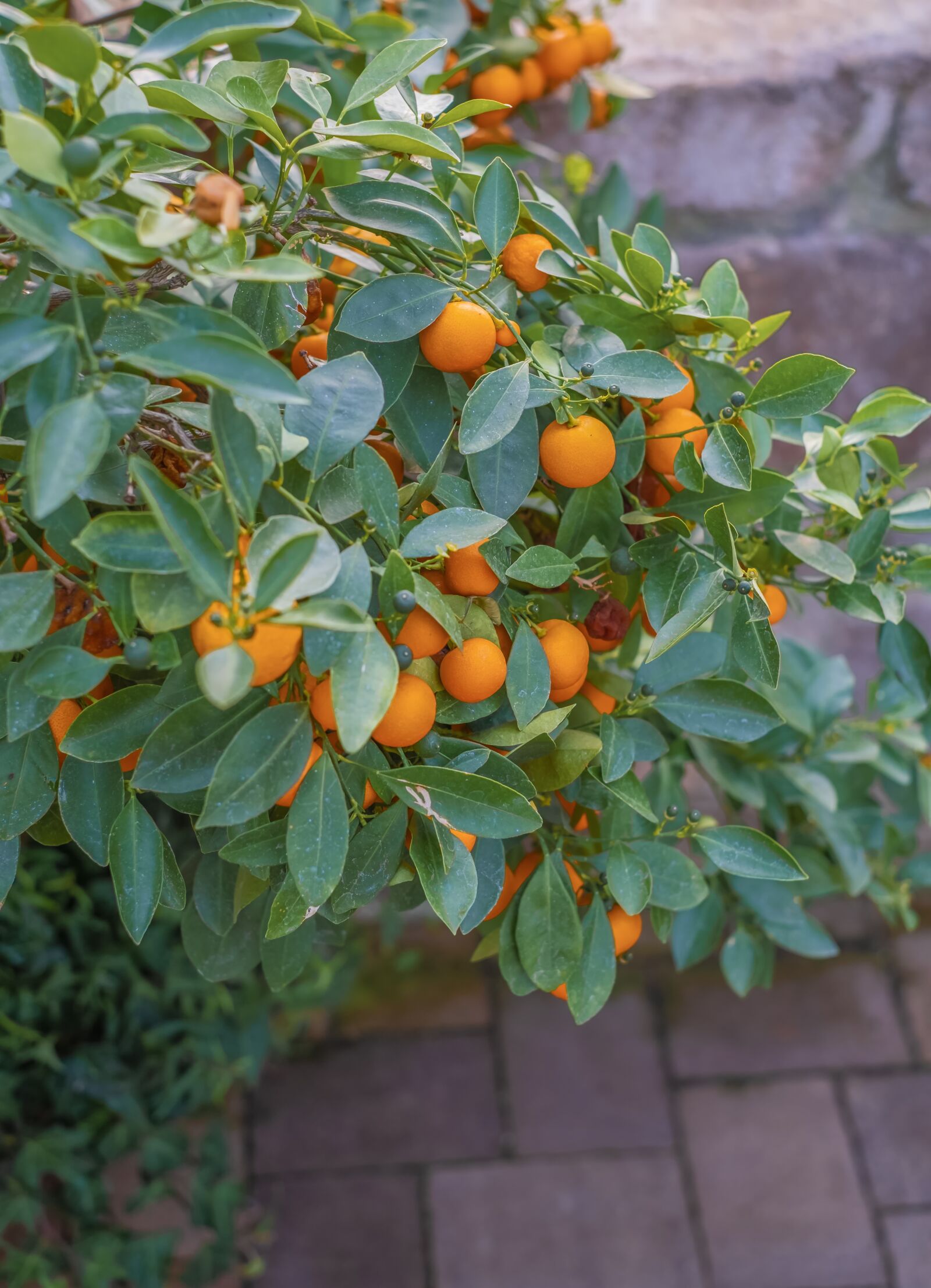 Fujifilm X-T30 sample photo. Tangerines, tree, fruit photography