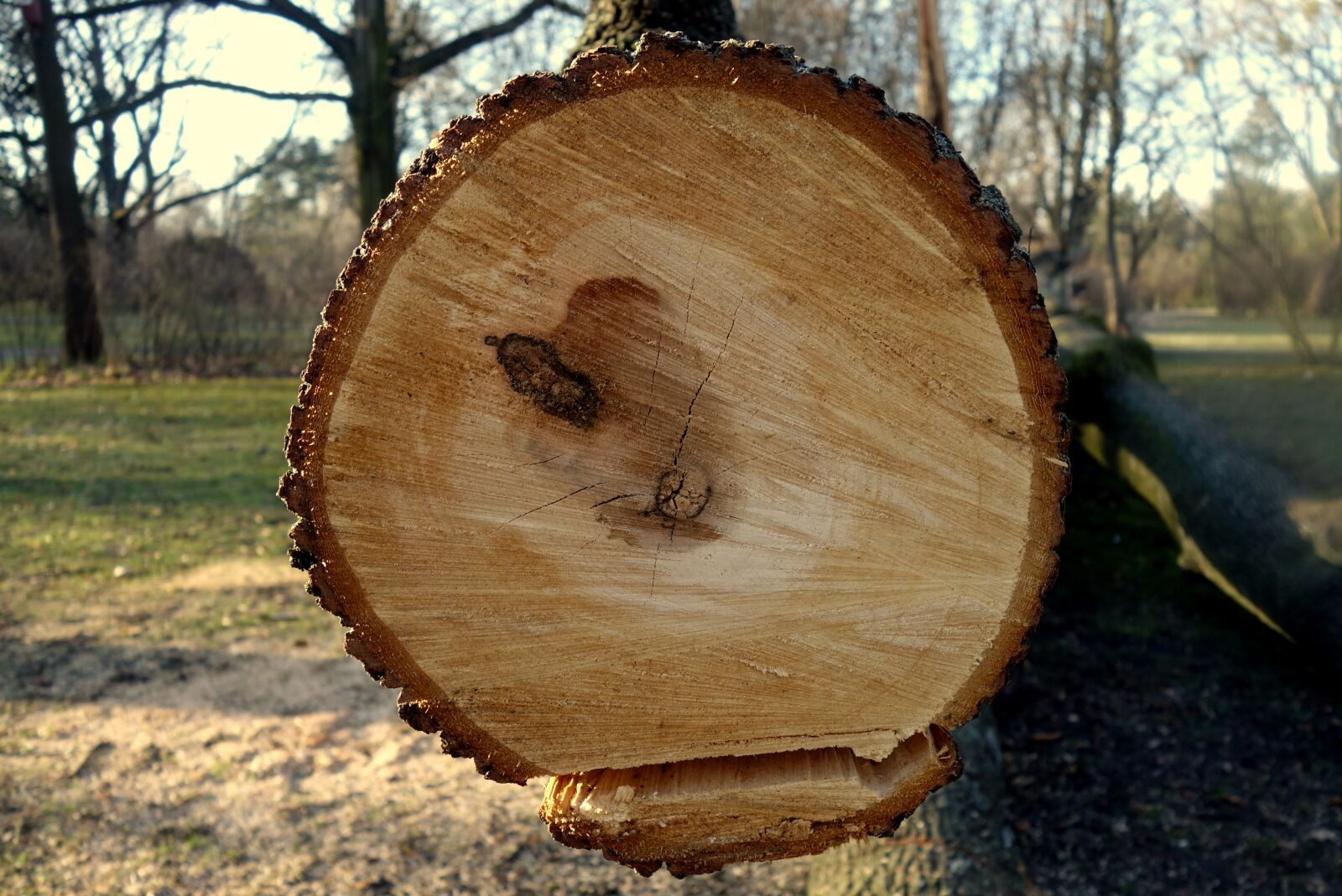 Sony Cyber-shot DSC-RX100 sample photo. Tree, trunk, jars photography
