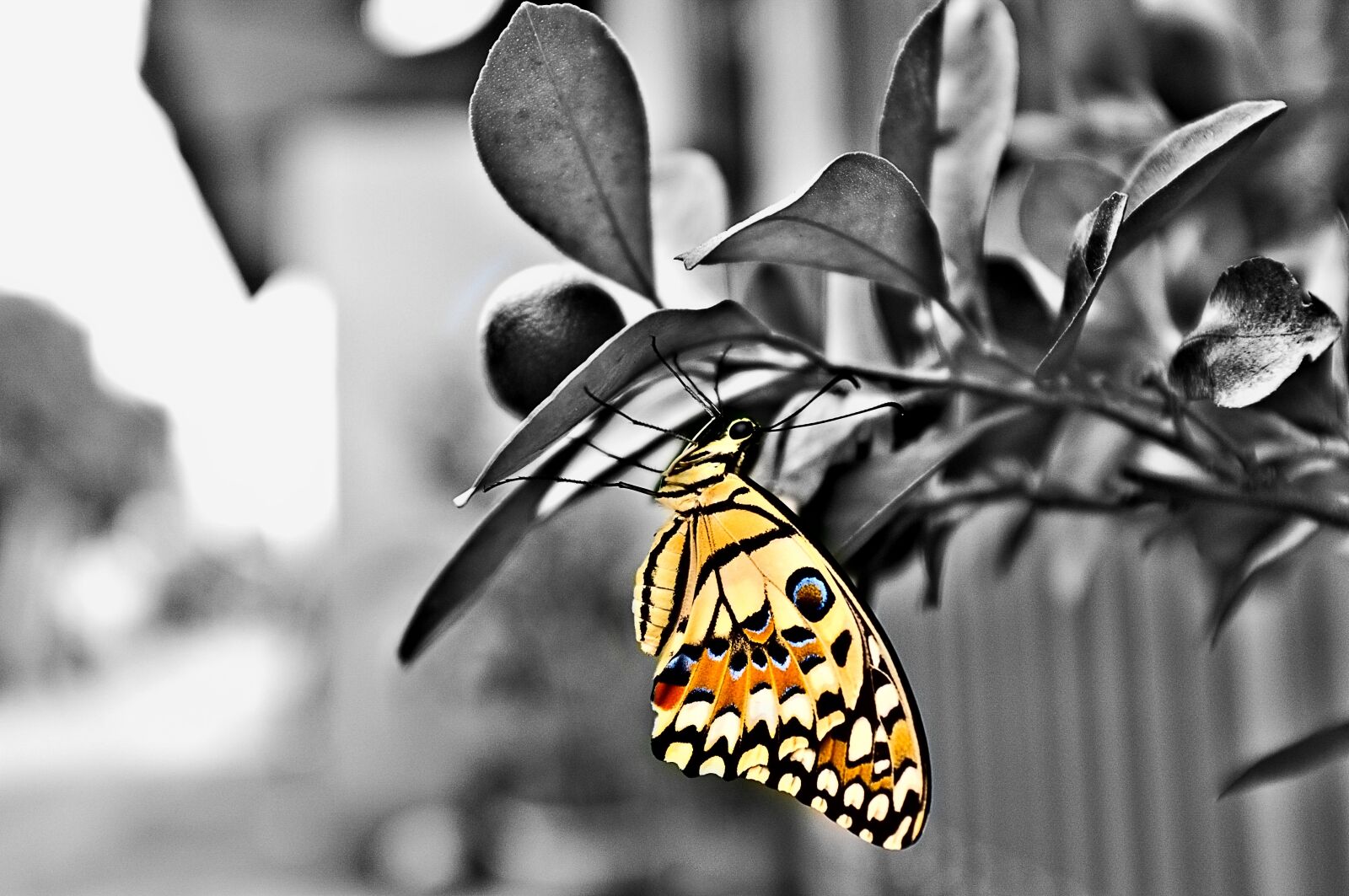 Fujifilm FinePix X100 sample photo. Giant swallowtail butterfly, heraclides photography