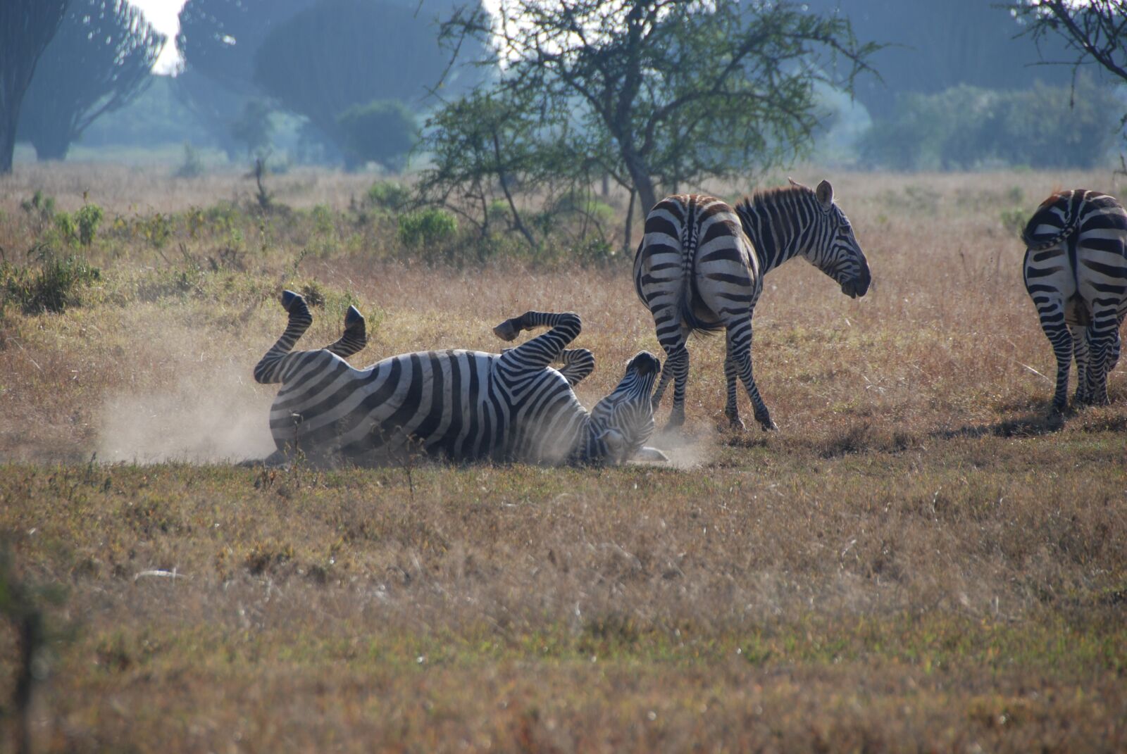 Nikon D80 sample photo. Zebras, africa, safari photography