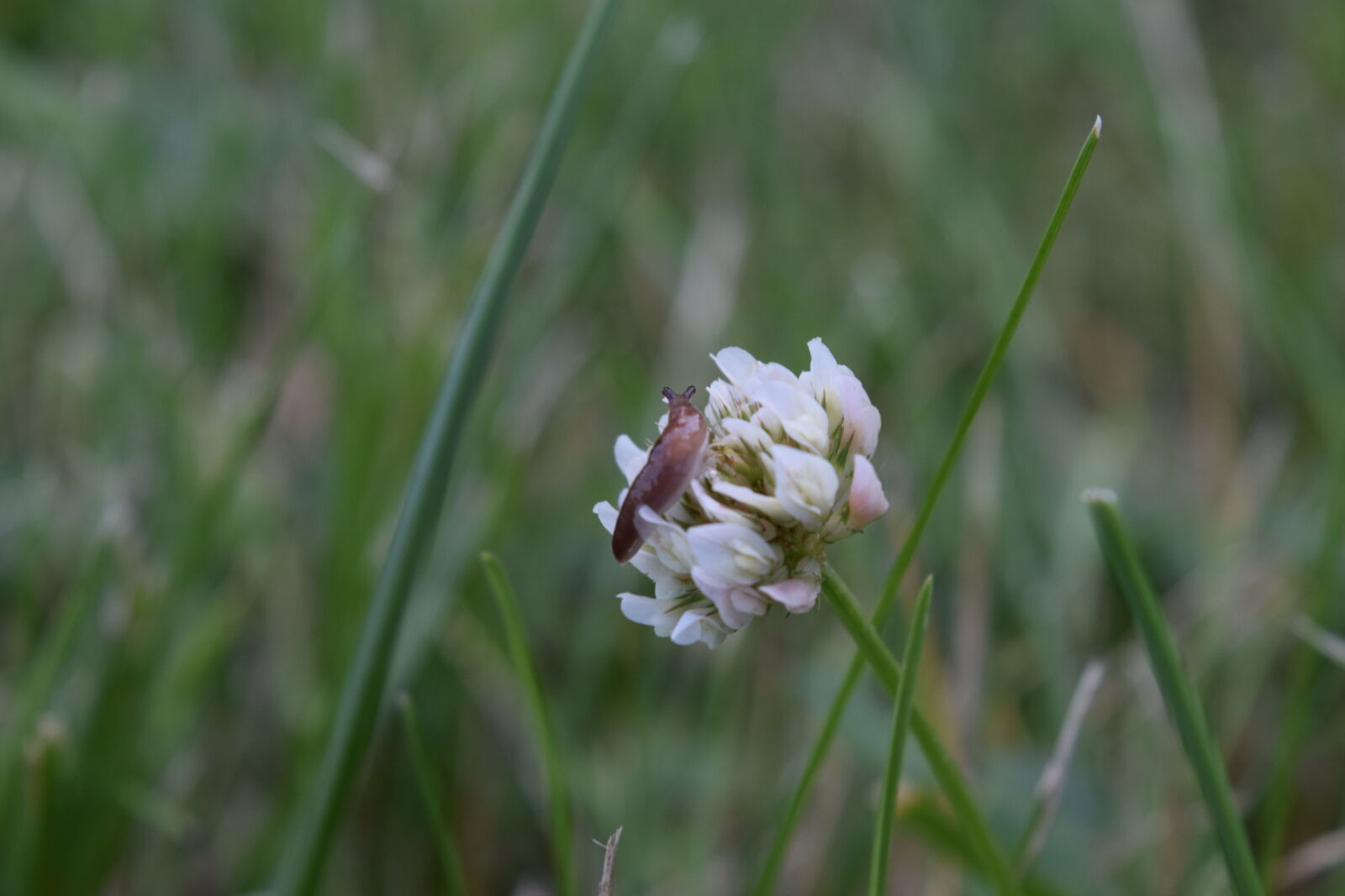 Nikon D3300 sample photo